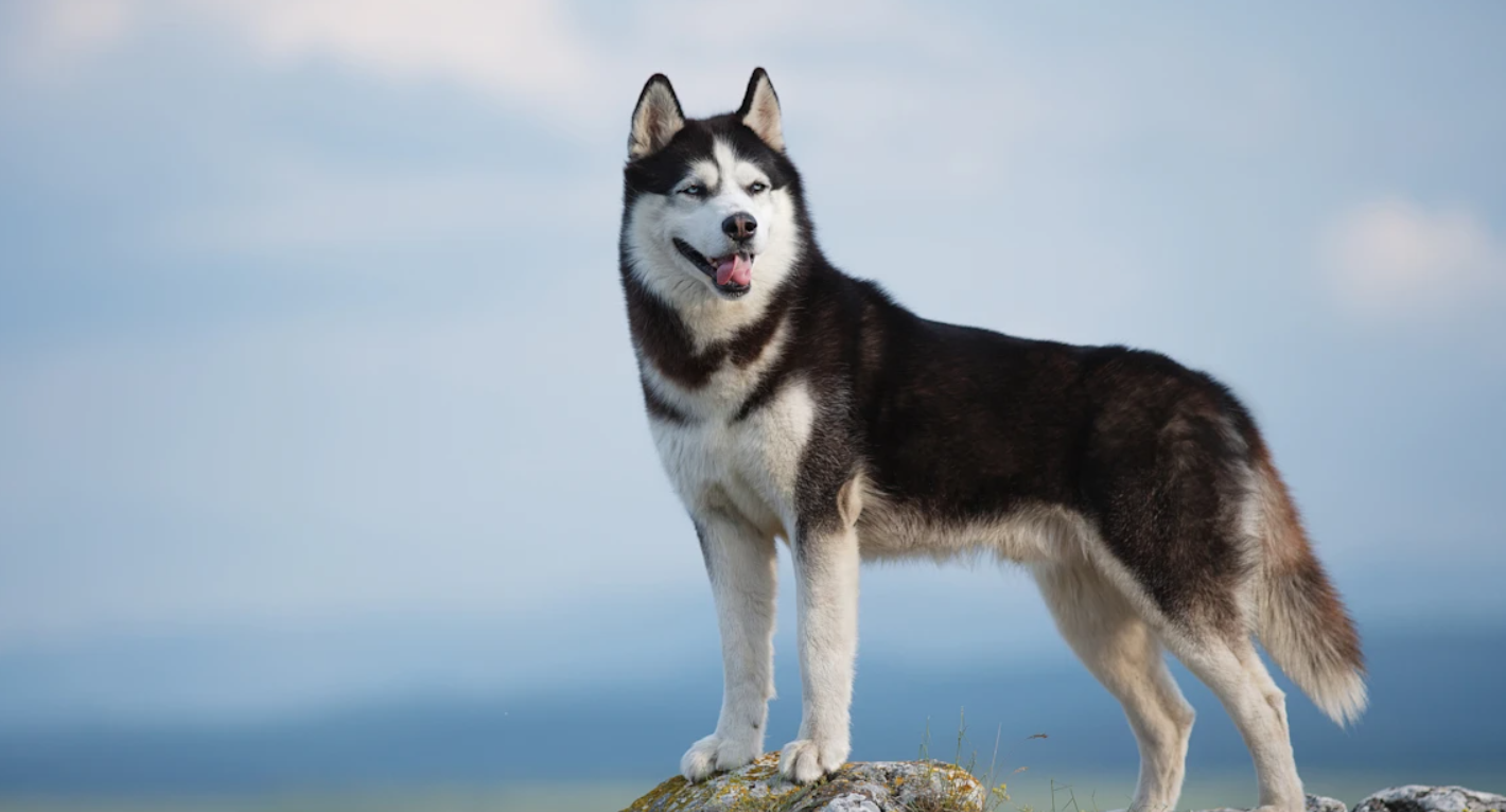 siberian husky black and white